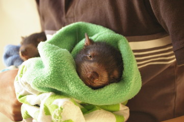 5 week old young Tasmanian Devil Joey being held in a blanket and cared for by it's carer in rural New South Wales