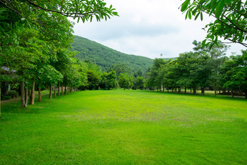 Spring Green Grass Field in the Park with Mountain Landscape Background