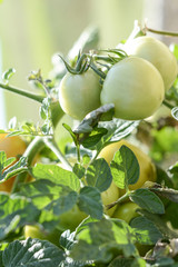green tomatoes in the garden, in a greenhouse