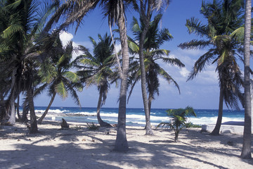 Obraz premium MEXICO YUCATAN CANCUN BEACH CARIBBEAN SEA