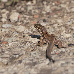 Lézard des murailles