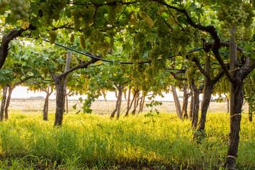 Grape Plantation in August in Italy in a Summer Afternoon before Sunset