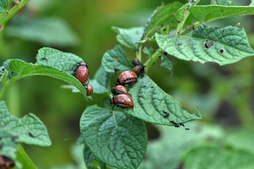 On a bush of a potato larvae of the Colorado potato beetle