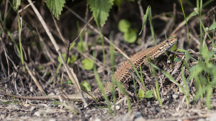 Lézard des murailles
