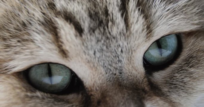 Close-up Of Cat's blue green eye. golden British Cat. macro