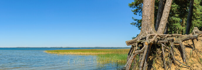 panoramic view of a large lake with coastal pines and roots on a cliff