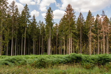Forêt de sapins, Ardennes, Grand Est, France