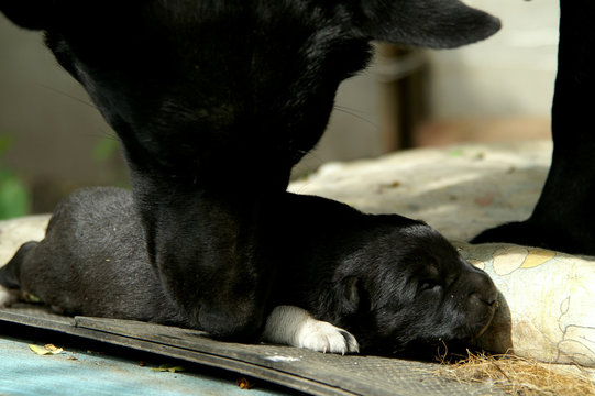 black dog licking puppy