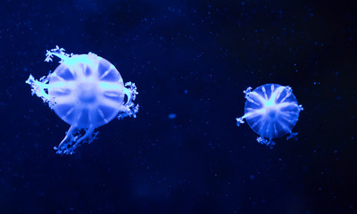 Obraz na płótnie Canvas Moon jelly (Aurelia aurita) jellyfish against black background