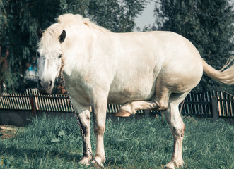 White horse posing on camera