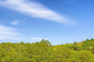 木　空　雲　素材