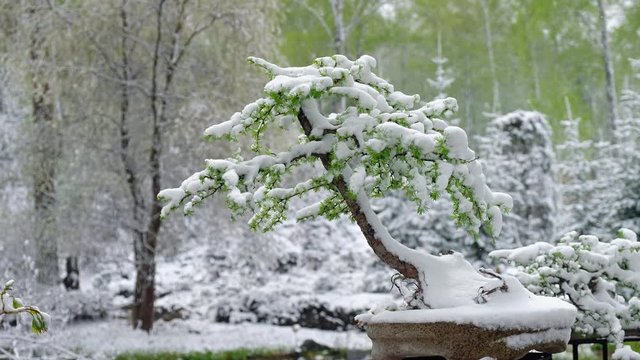 Bonsai Park in the Novosibirsk botanical garden under the snow in late Spring snowfall
