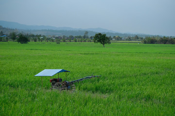 View of rice field with agricultural vehichel in countryside