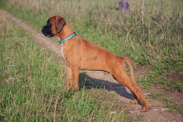 Young dog looking at sth.