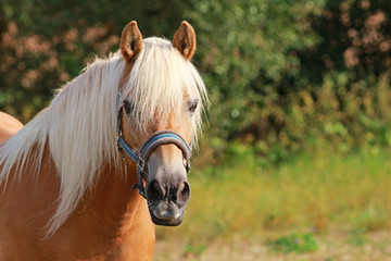 beautiful haflinger horse on a pasture