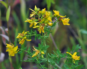 Medicinal plant Hypericum perforatum