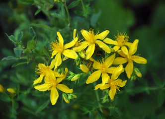 Medicinal plant Hypericum perforatum