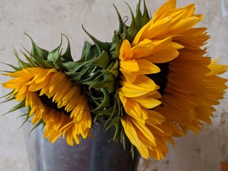 Sunflowers arranged in a champage bucket against a wall