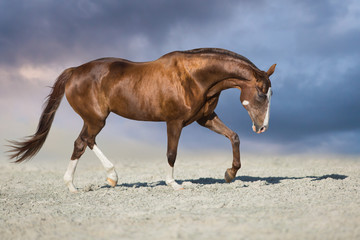 Red horse run trot in desert dust against blue sky