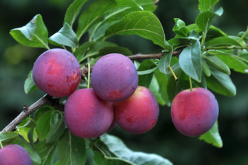 The branches of the tree are mature fruits of prunus cerasifera