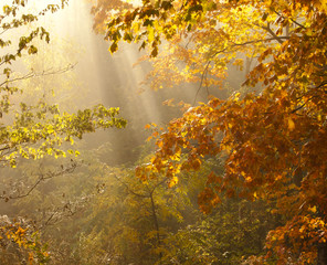 Fototapeta na wymiar Maples in the Morning Mist