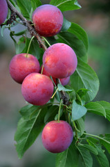 The branches of the tree are mature fruits of prunus cerasifera
