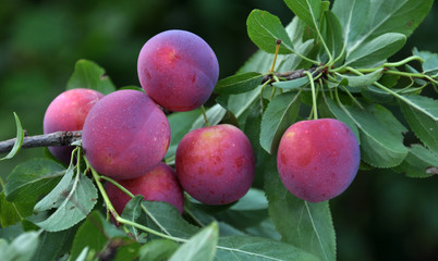 The branches of the tree are mature fruits of prunus cerasifera - obrazy, fototapety, plakaty