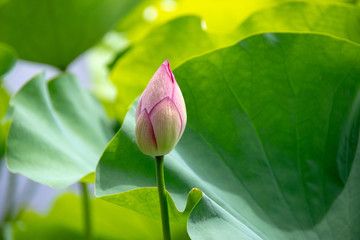 Obraz premium ハスの花