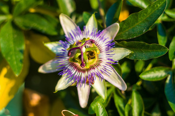 passion flower Passiflora caerulea Passionflower against green garden background