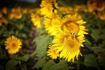 Sunflower in Summer