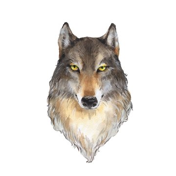 Wolf isolated on white background. Watercolor animal head