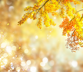 fall yellow leaves, copy space on park bokeh background with sun beams