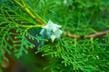 Incense cedar tree Calocedrus decurrens branch close up.