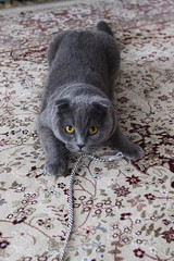 Scottish fold cat lying on the carpet