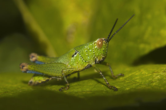 Grasshopper, Bandhavgarh Tiger Reserve outskirts, Madhya Pradesh