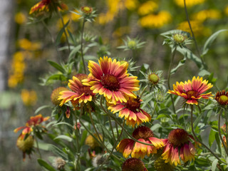Gaillardia grandiflora. Gaillardes à grande fleurs.