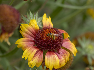 Gaillardia x grandiflora. Gaillardes à grande fleurs.