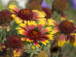 Gaillardia x grandiflora. Gaillardes à grande fleurs.