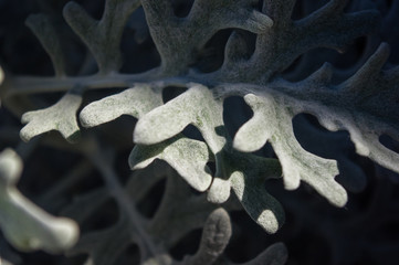 Silver dust Cineraria maritima in the garden, close up.