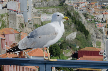 Gaviota en la barandilla del Punte de Luis I, Porto. Portugal