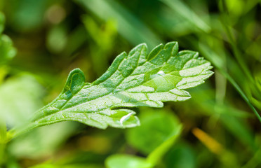 Drops of water on the green grass after rain, macro