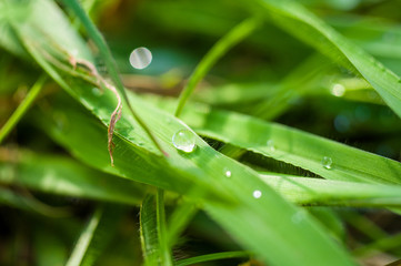 Drops of water on the green grass after rain, macro