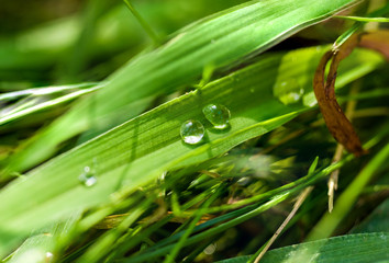 Drops of water on the green grass after rain, macro