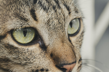 Close up young brown marbled male cat in relaxing time.