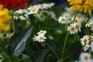 a bouquet of bright spring flowers of various types