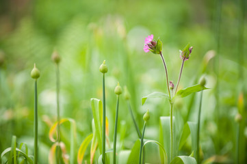 Lichtnelke vor geschlossenen Iranlauchknospen