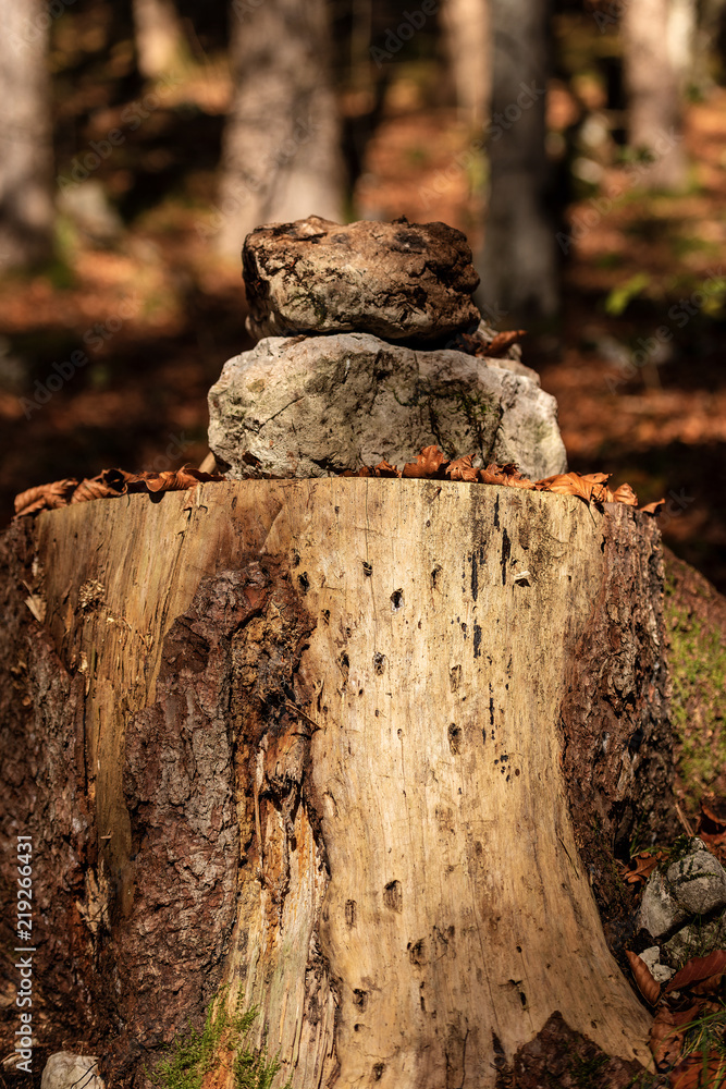 Wall mural Tree Stump with Stones in the Woods