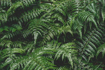 selective focus  low key dark tone nature pattern of green fern leaves for background