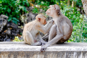 Fototapeta premium Monkey in Nature