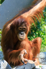 Naklejka premium Orangutan